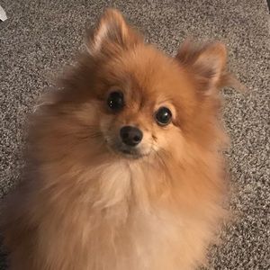 Meet your Posher, Jen